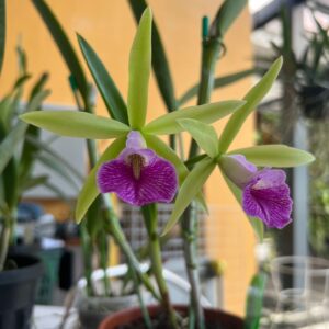 Brassocattleya Miracle Star