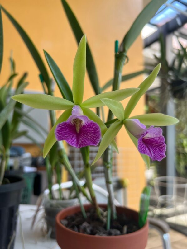 Brassocattleya Miracle Star