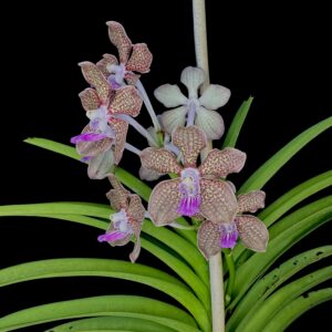 Papilionanda Mimi Palmer