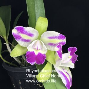 Rhyncholaeliocattleya Village Chief North