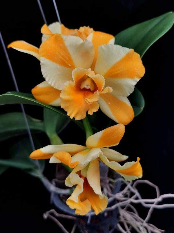 cattleya nell hammer 2