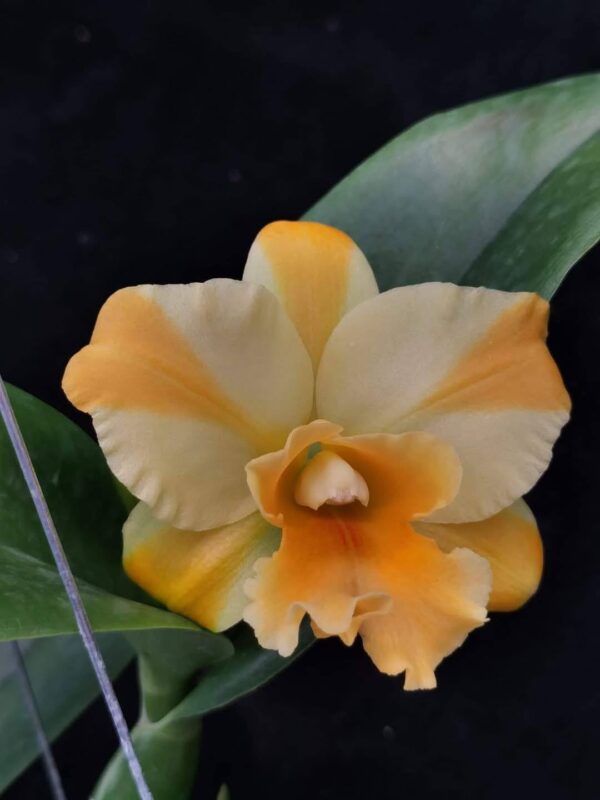 cattleya nell hammer