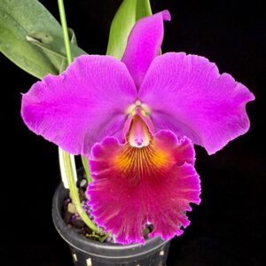 Rhyncholaeliocattleya Volcano Fire