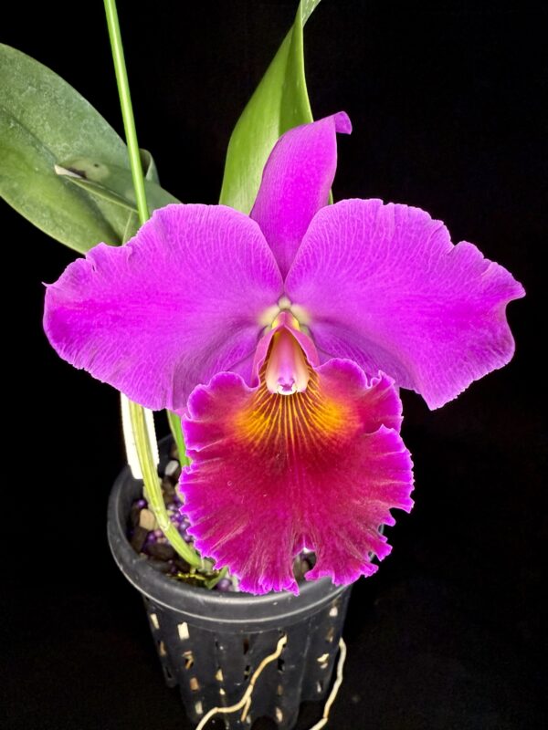 Rhyncholaeliocattleya Volcano Fire