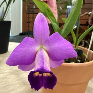 Laelia praestans
