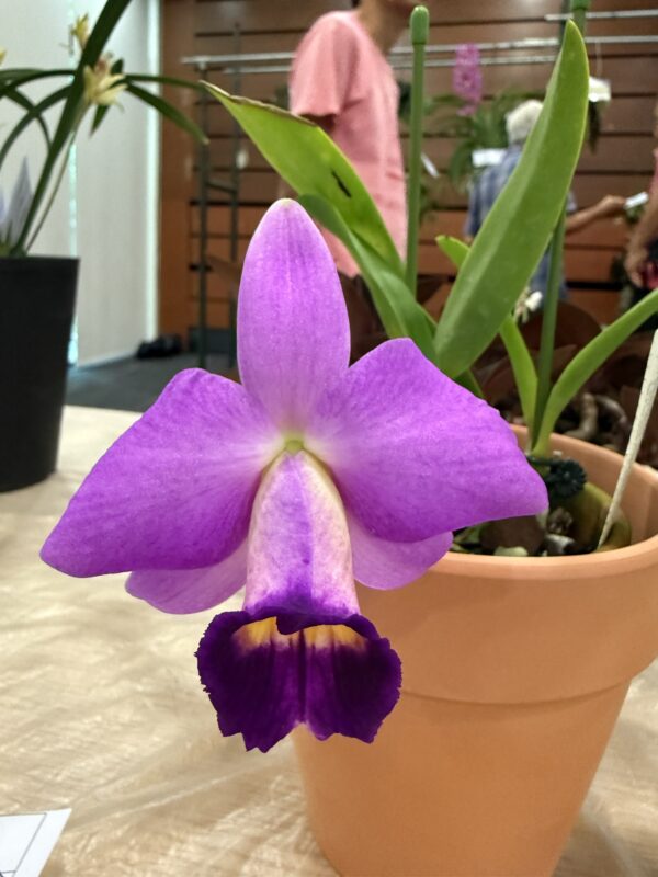 Laelia praestans