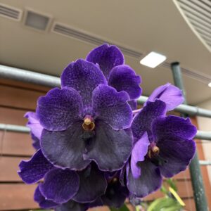 Vanda Pure's Wax