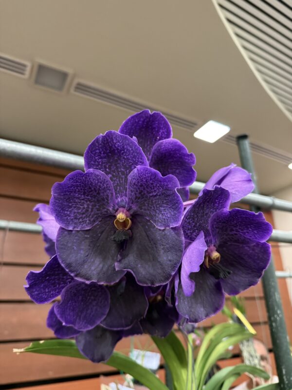 Vanda Pure's Wax
