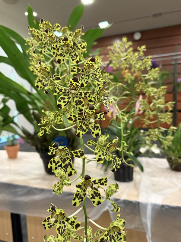 Grammatophyllum scriptum