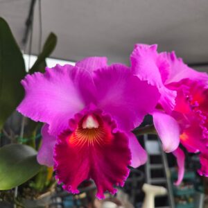 Cattleya Bonanza Queen