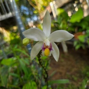 Bromheadia finlaysoniana