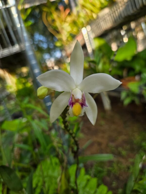 Bromheadia finlaysoniana