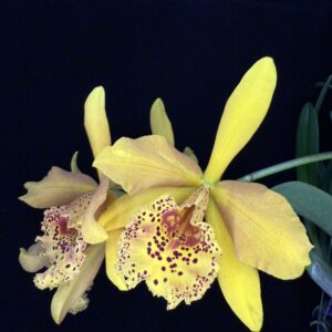 Rhynchobrassoleya Copper Queen