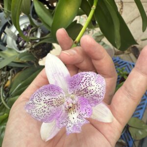 Caulocattleya Chantilly Lace
