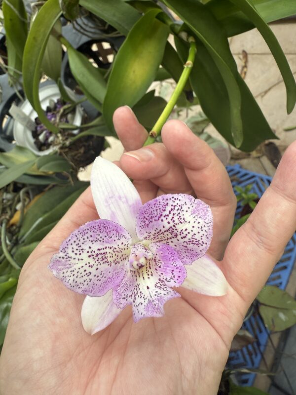 Caulocattleya Chantilly Lace