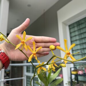 Aranthera James Storie