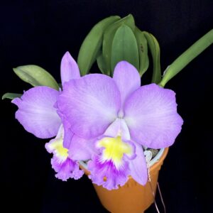 Cattlianthe Doris and Byron