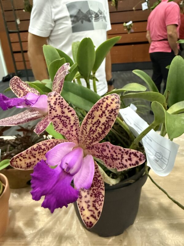 Cattleya Green Emerald