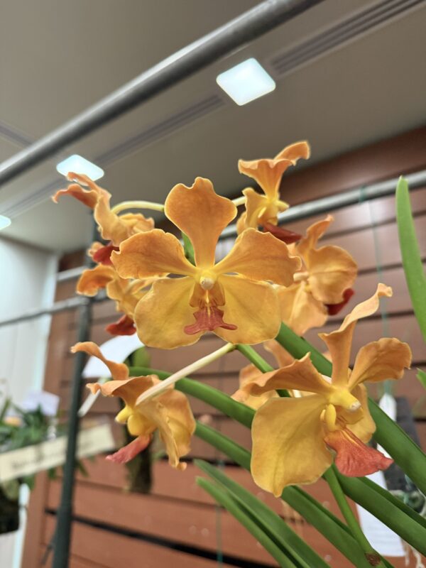 Vandachostylis Chulee Red - Image 2
