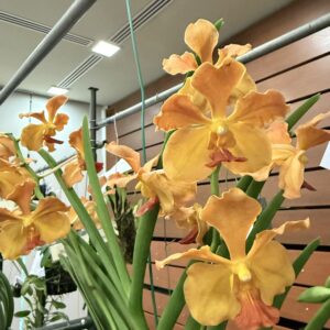 Vandachostylis Chulee Red
