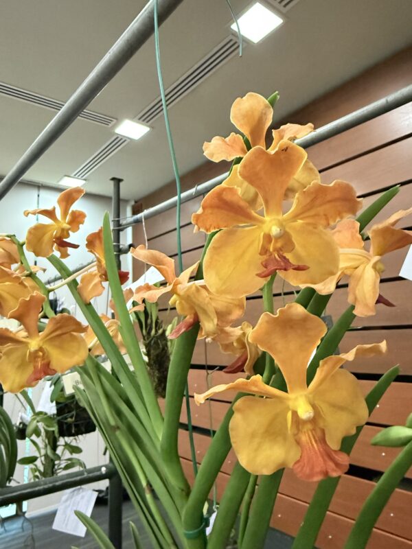 Vandachostylis Chulee Red