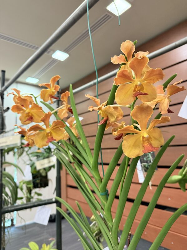 Vandachostylis Chulee Red - Image 3