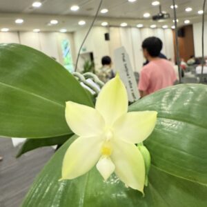 Phalaenopsis bellina
