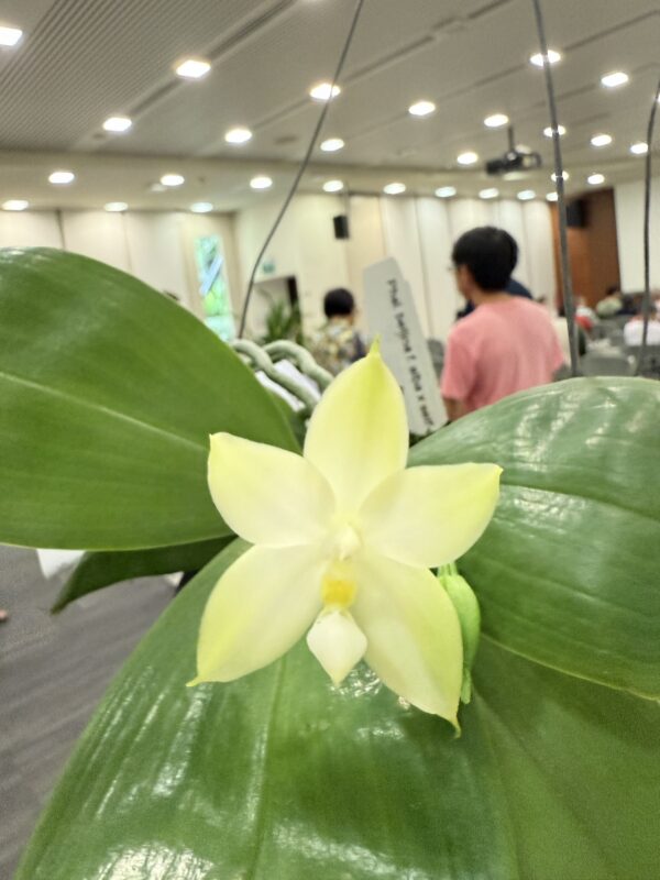 Phalaenopsis bellina