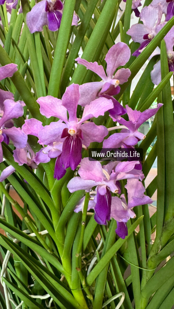 Vanchoanthe Hun Manet photo taken at National Orchid Garden