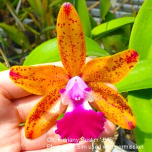 Ctt. Indriany Ruslim 'JMS'