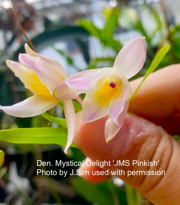 Den. Mystical Delight 'JMS Pinkish'