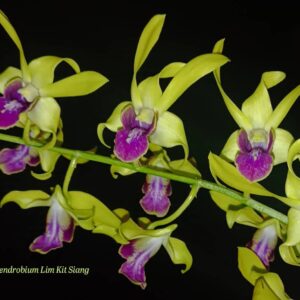 Dendrobium Lim Kit Siang