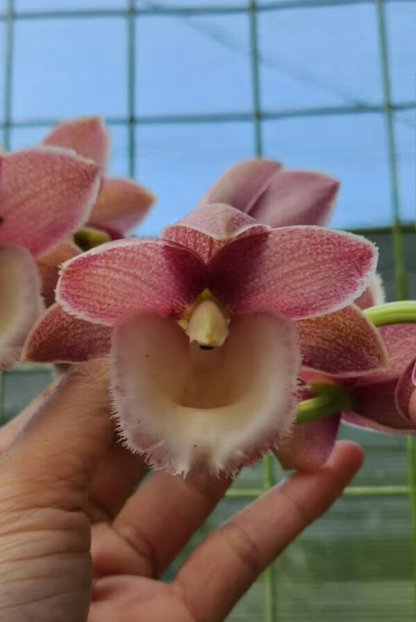 Jamesimara James' Pastel Beauty