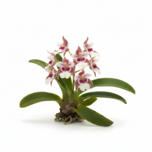 Sarcochilus Zyzzy