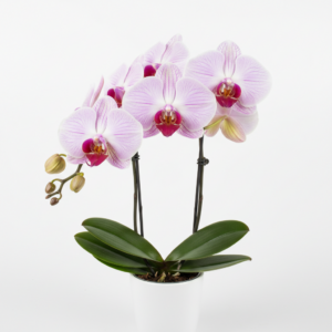 Phalaenopsis Zwingli