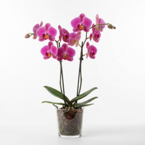 Phalaenopsis Zwing Rose