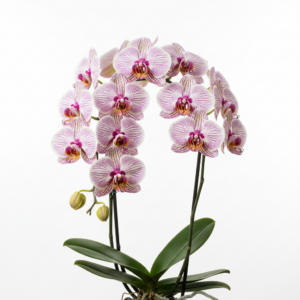 Phalaenopsis Zurich