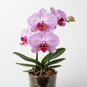 Phalaenopsis Zumstein