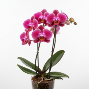 Phalaenopsis Zumita Sohma