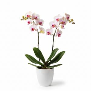 Phalaenopsis Zumita Blush