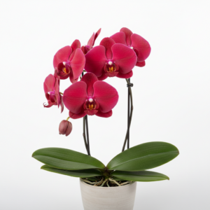 Phalaenopsis Zuma's Valentine