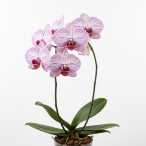 Phalaenopsis Zuma's Royal Stripe