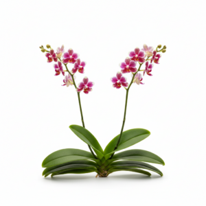 Phalaenopsis Zuma's Pixie
