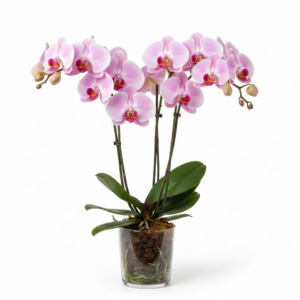 Phalaenopsis Zuma's Pink Beauty