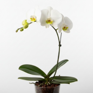 Phalaenopsis Zuma's Lime Lip