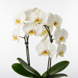 Phalaenopsis Zuma's Honeysuckle