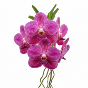Vanda Zuma's Delight