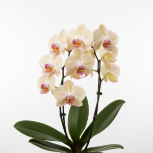 Phalaenopsis Zuma's Champagne Girl