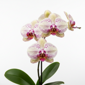 Phalaenopsis Zuma's Beauty Spot