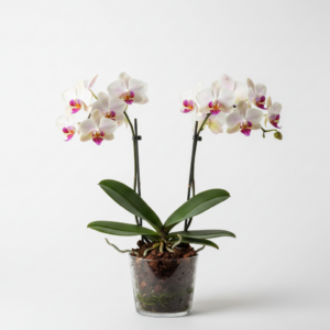 Phalaenopsis Zuma's Angelita